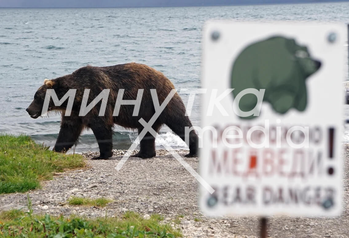 Медведи-людоеды или халатность региональных властей? Как хищники вышли к людям, а жители Красноярского края остались один на один с ними.