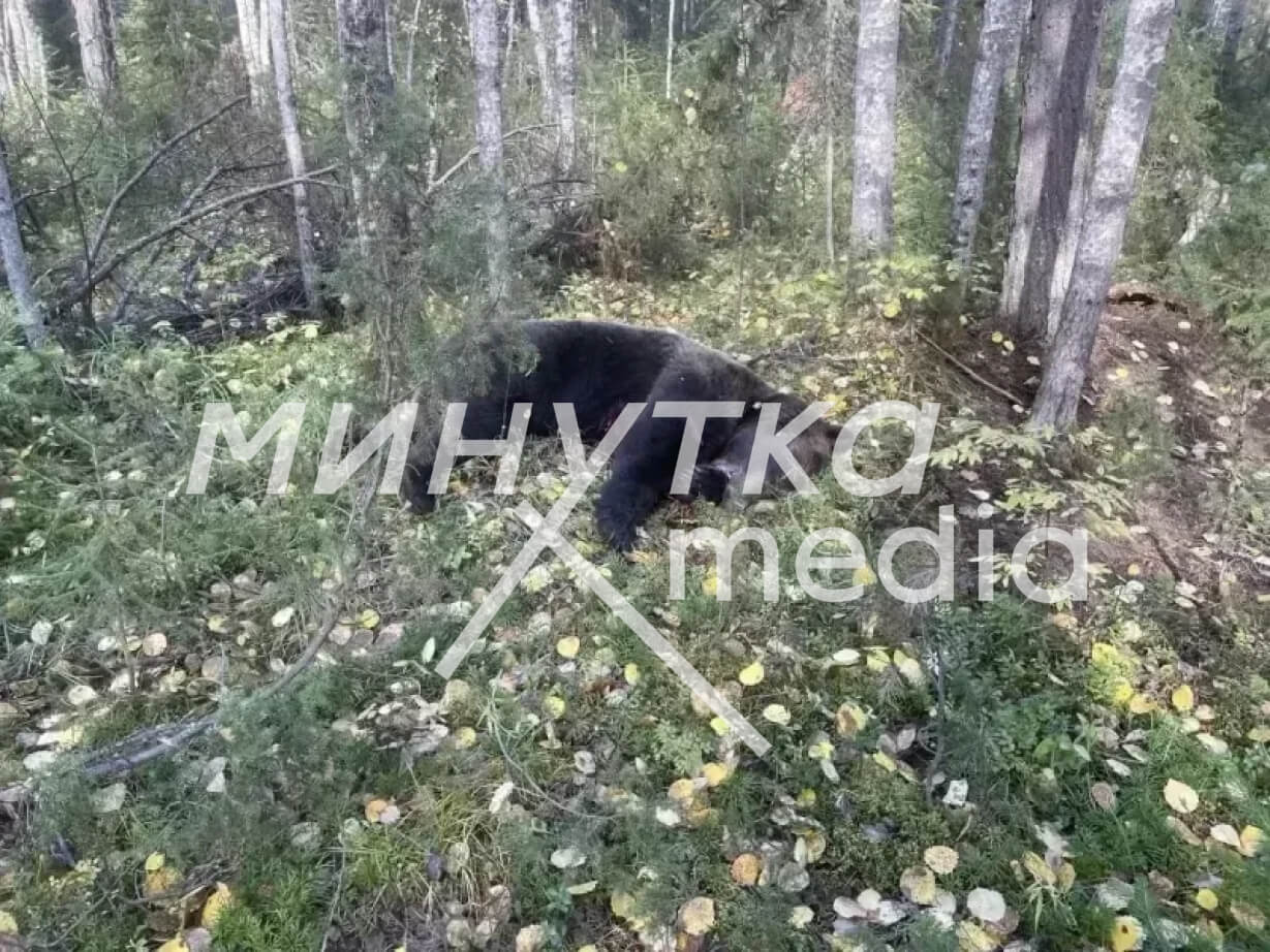 Отстрел медведей